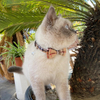 Wehao Plaid Cathaway Cat воротник с Bow Bell