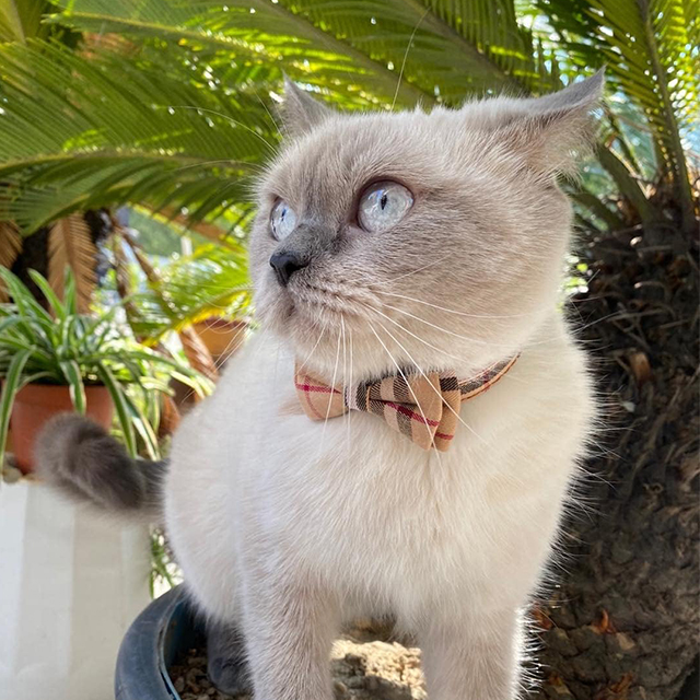 Wehao Plaid Cathaway Cat воротник с Bow Bell